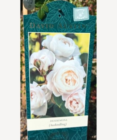 Standard Rose - Desdemona