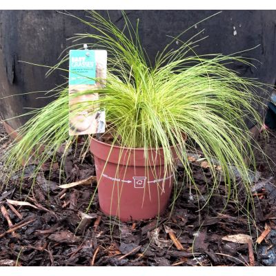 Stipa 'Ponytails' 2L