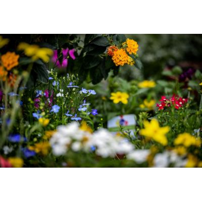 Summer Bedding Plant Mix  (4 packs with 4 or 6 plants in each)