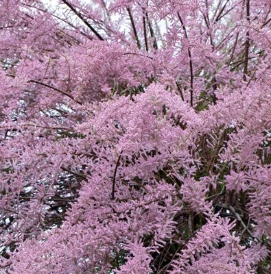 Tamarix Ramosissima Pink Cascade  - 18L - 1.1m