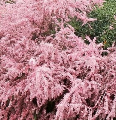 Tamarix Ramosissima Pink Cascade (Salt Cedar) - 9L - 100cm