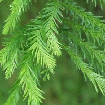 Taxodium Distichum - image 2