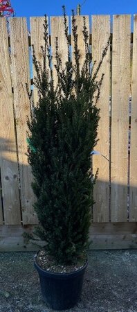 Taxus Baccata - 25L - 1.4m