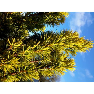 Taxus Baccata Fastigiata Aurea (Golden Irish Yew) - image 2