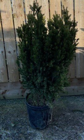 Taxus Baccata (Yew) 15L