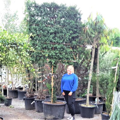 Taxus Baccata (Yew) - 160L - 1/2 Std - High Espalier - 300cm - image 1