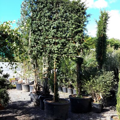 Taxus Baccata (Yew) - 160L - 1/2 Std - High Espalier - 300cm - image 2