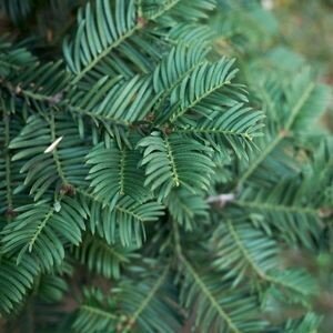 Taxus Baccata (Yew) - 50L - image 2