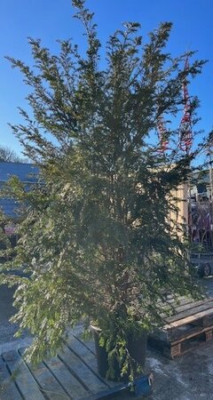 Taxus Baccata (Yew) - 50L - image 1