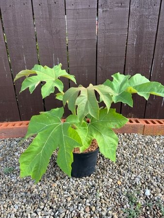 Tetrapanax Papyrifer -  (Chinese rice paper plant) - 3L