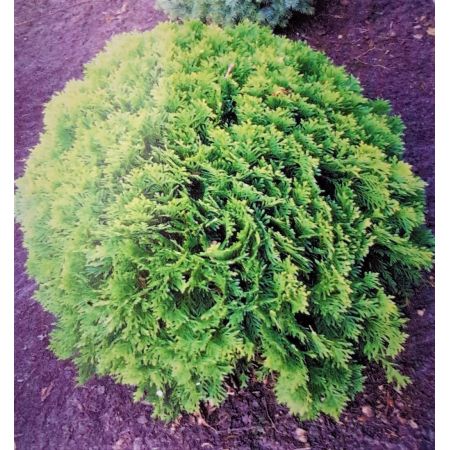 Thuja Occidentalis Danica 2L (White Cedar)