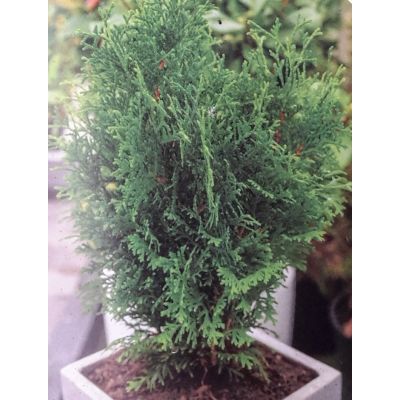 Thuja Occidentalis Holmstrup 2L