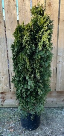 Thuja Occidentalis Smaragd - 15L