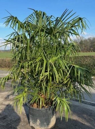 Trachycarpus Fortunei -  120L - Multi Stem - 1.5m