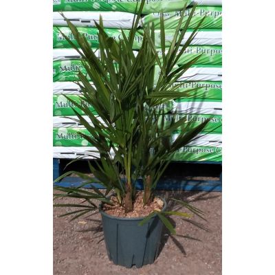 Trachycarpus Fortunei - 3/4 Trunk - 60cm overall height