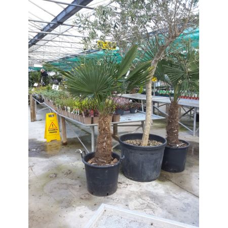 Trachycarpus Fortunei - 30L - Single Trunk - 0.8m