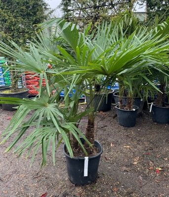 Trachycarpus Fortunei - 35L - 2-3 Stems