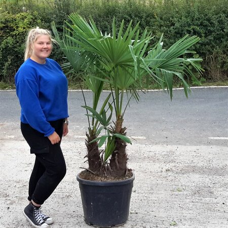 Trachycarpus Fortunei - 55L - 60&30cm Double Trunk - image 1