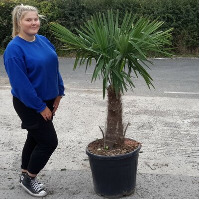 Trachycarpus Fortunei - 55L - 65cm Single Trunk - image 1