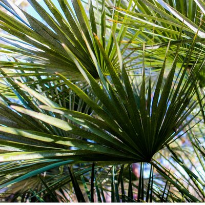 Trachycarpus Fortunei - 55L - 65cm Single Trunk - image 2