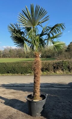 Trachycarpus Fortunei - 80L - Single Trunk - 1.4m