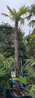 Trachycarpus Fortunei XL -  110L - Trunk Height 3.2m 