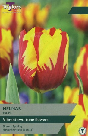 Tulip Helmar