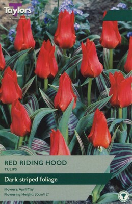 Tulip Red Riding Hood