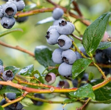 Vaccinium Corymbosum Bridgette Blue 2L ( Blueberry)