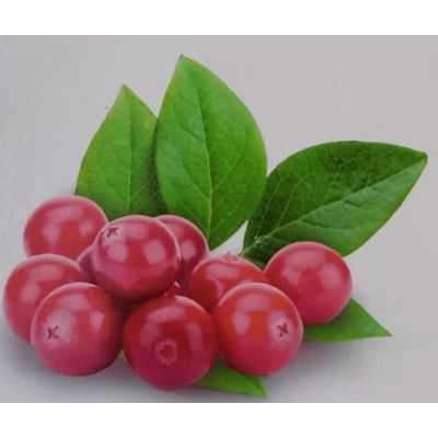 Vaccinium Corymbosum Pink Berry 2L (Pink Blueberry)