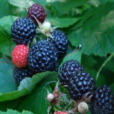 Vaccinium occ. Black Jewel - 2L (Raspberry)