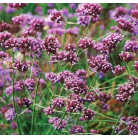 Verbena Bonariensis 2L