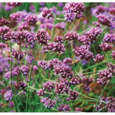 Verbena Bonariensis 2L