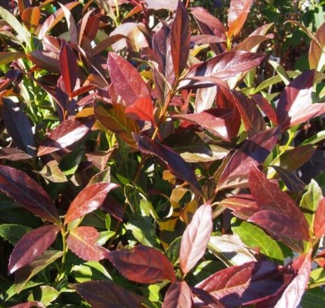 Viburnum Odoratissimum Coppertop® - 5L - 0.8m - Windlestone Nursery ...