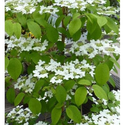 Viburnum Plicatum Kilimanjaro 3L (Japanese Snowball)