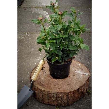 Viburnum Tinus Eve Price 2L