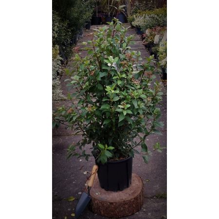 Viburnum Tinus Ladybird - 9L