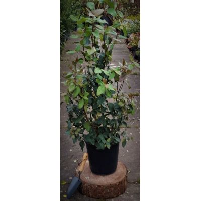 Viburnum Tinus Spirit - 9L