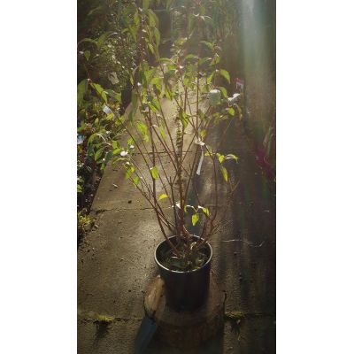 Viburnum X Bodnantense Dawn - 9L