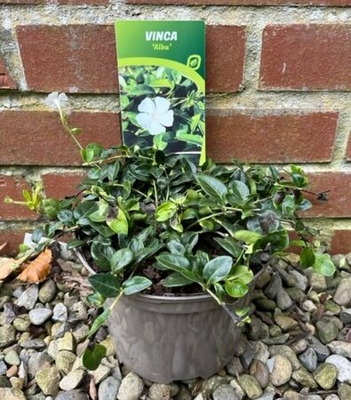 Vinca minor 'Alba' 2L