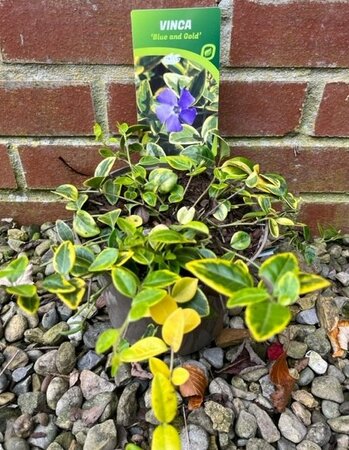 Vinca minor 'Blue and Gold' 2L