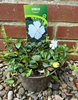 Vinca minor 'Colada' 2L