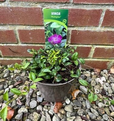 Vinca minor 'Multiplex' 2L