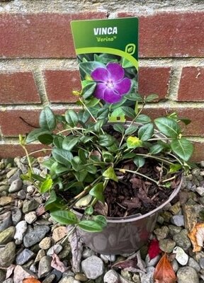 Vinca minor 'Verino' 2L