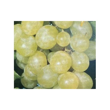 Vitis Aprene Bianca - 3L-  on cane (Grapevine)