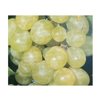 Vitis Aprene Bianca - 3L-  on cane (Grapevine)