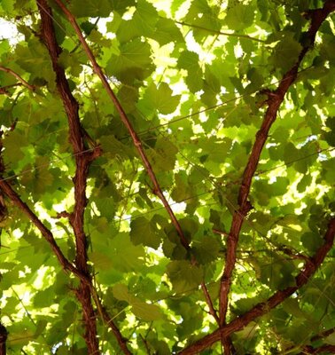 Vitis Vinifera  - 45L - on frame - 1.5m x 1m (Grapevine)