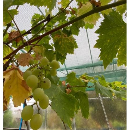 Vitis Vinifera (Grapevine) -70L - image 2