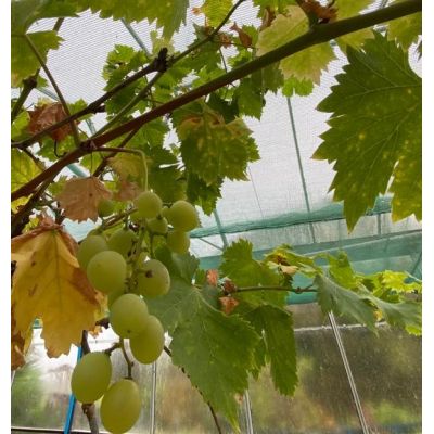 Vitis Vinifera (Grapevine) -70L - image 2