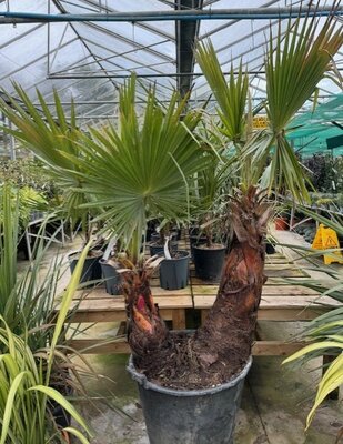 Washingtonia - (Mexican Fan Palm) - 90L Double Stem - image 1